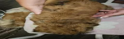 Lhasa Apso dogs for sale: Look 👀 stunning Lhasa Apso puppies. - Advert 3