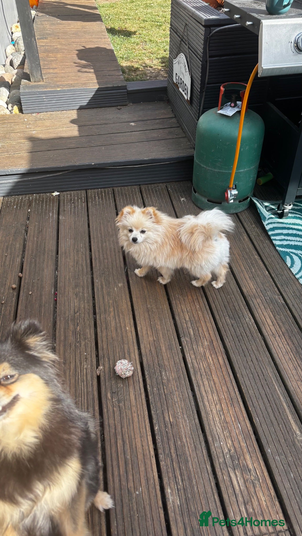 Pomeranian dogs Male Pomeranian 8 months old - Advert 6