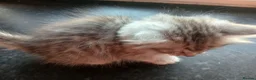 Ragdoll cats for sale: Rare Pattern Ragdoll-Super cudly teddybear kittens - Advert 9