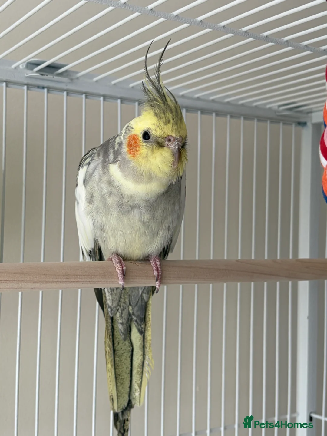 Cockatiels birds for sale: Cockatiel pied female 12 weeks old in Birmingham - Advert 2