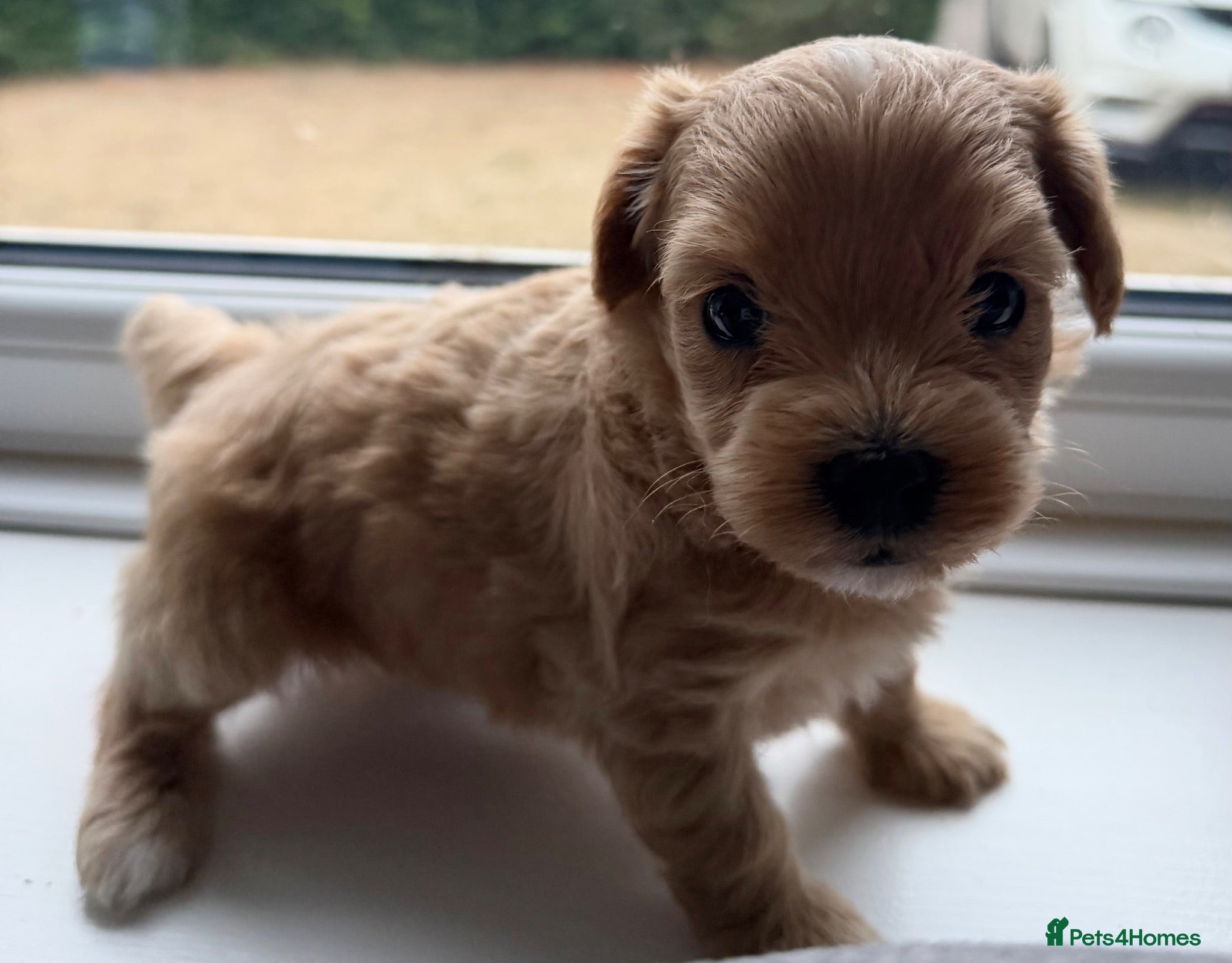 Maltipoo dogs Handsome Borris For Sale 🤍 - Advert 1