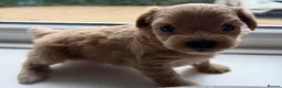 Maltipoo dogs for sale: Handsome Borris For Sale 🤍 in Downham Market - Advert 1