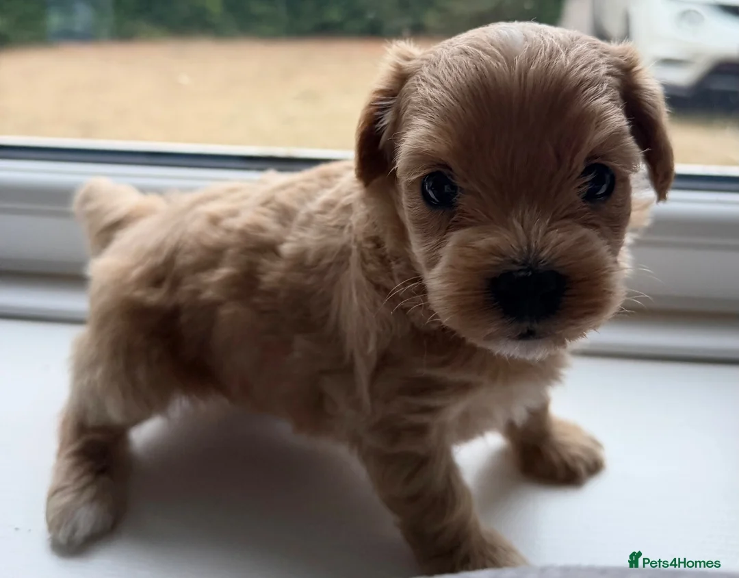 Maltipoo dogs for sale: Handsome Borris For Sale 🤍 in Downham Market - Advert 1