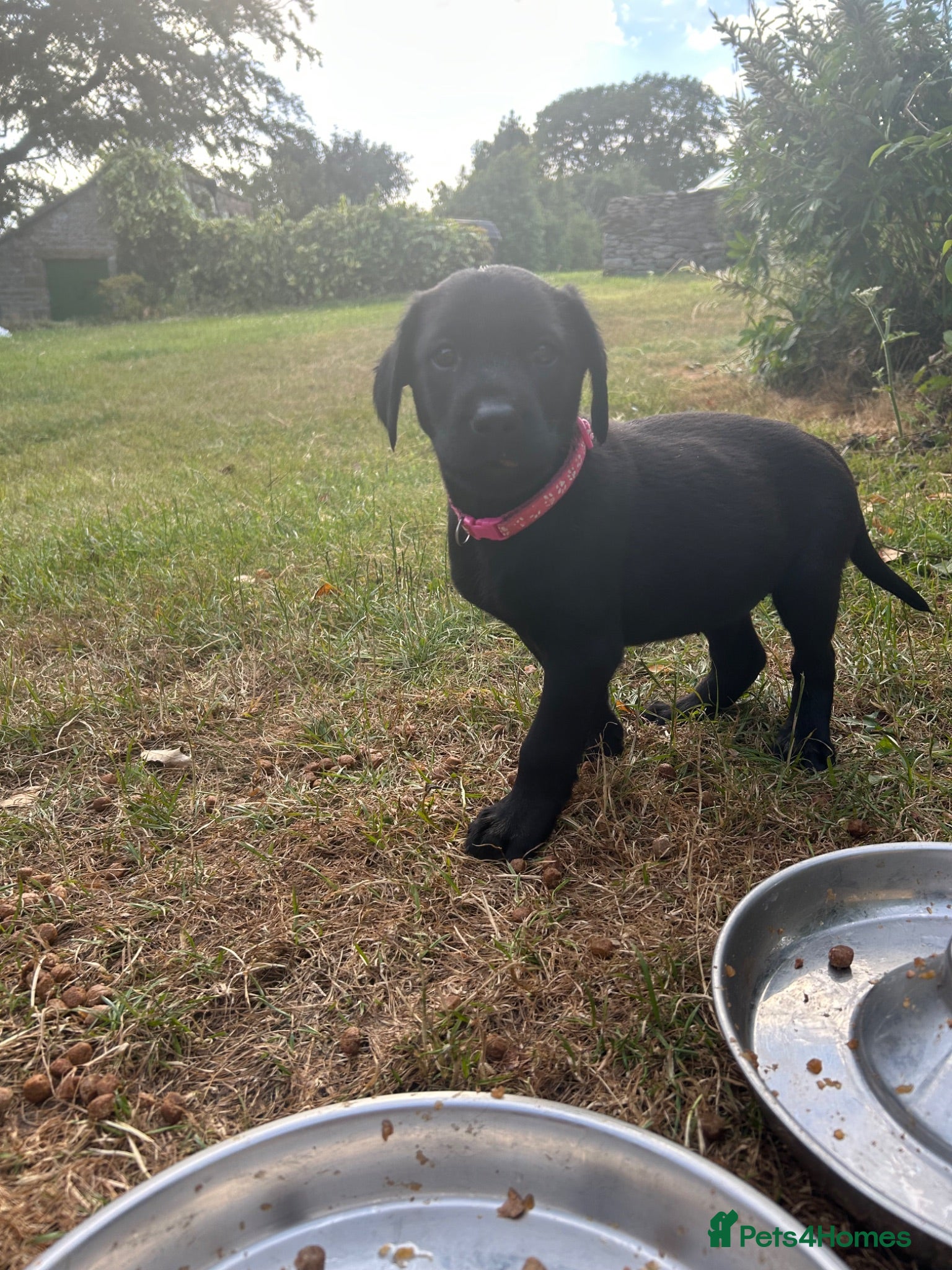 Labrador Retriever dogs KC registered Black Labrador Pups  - Advert 12