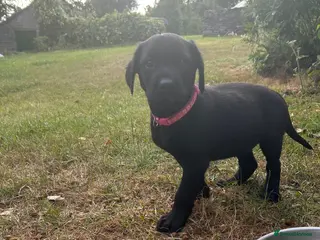 Labrador Retriever dogs KC registered Black Labrador Pups - Advert 12