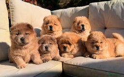 Chow Chow dogs for sale: Adorable Chow Chow Puppies for Sale. - Image 1