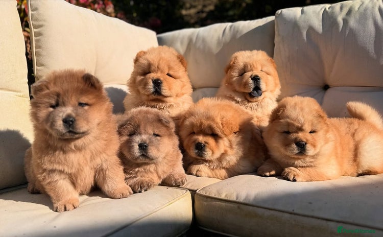 Chow Chow dogs - Advert 1