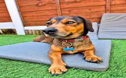 Mixed Breed dogs for sale: Albie - Image 7