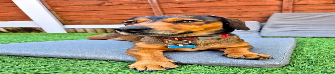 Albie