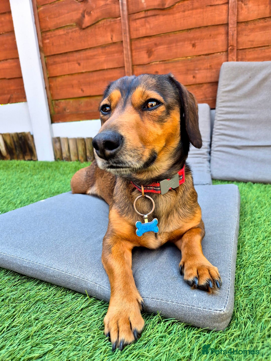 Mixed Breed dogs for sale: Albie - Image 7
