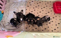 French Bulldog dogs for sale:  REDUCED, 1 GIRL LEFT French bulldog puppies  - Image 19