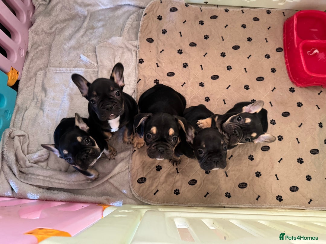 French Bulldog dogs for sale:  REDUCED, 1 GIRL LEFT French bulldog puppies  - Image 19