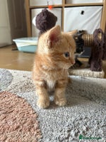 Mixed Breed cats - Advert 7