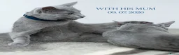 Russian Blue cats for sale: Russian Blue Boy Pedigree  - Advert 6