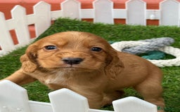 Cocker Spaniel dogs for sale: Gorgeous KC Working Cocker Spaniels- Health Tested - Image 4