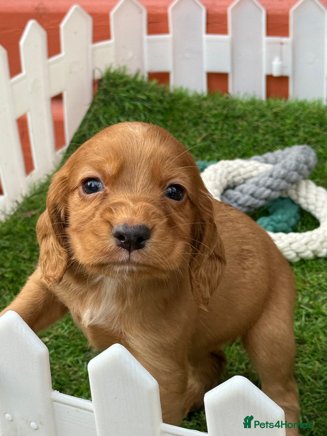 Cocker Spaniel dogs for sale: Gorgeous KC Working Cocker Spaniels- Health Tested - Image 4