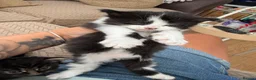 British Longhair cats for sale: One kitten left  - Advert 3