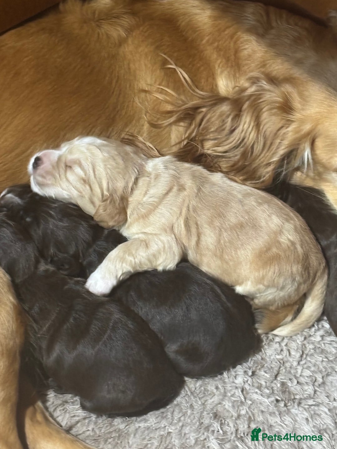 Cocker Spaniel dogs for sale: 🐾 Beautiful Cocker Spaniel Puppies Available 🐾 - Advert 5