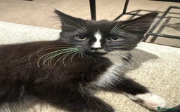 Mixed Breed cats for sale: 2 Lovely kittens ready for new homes  - Image 2