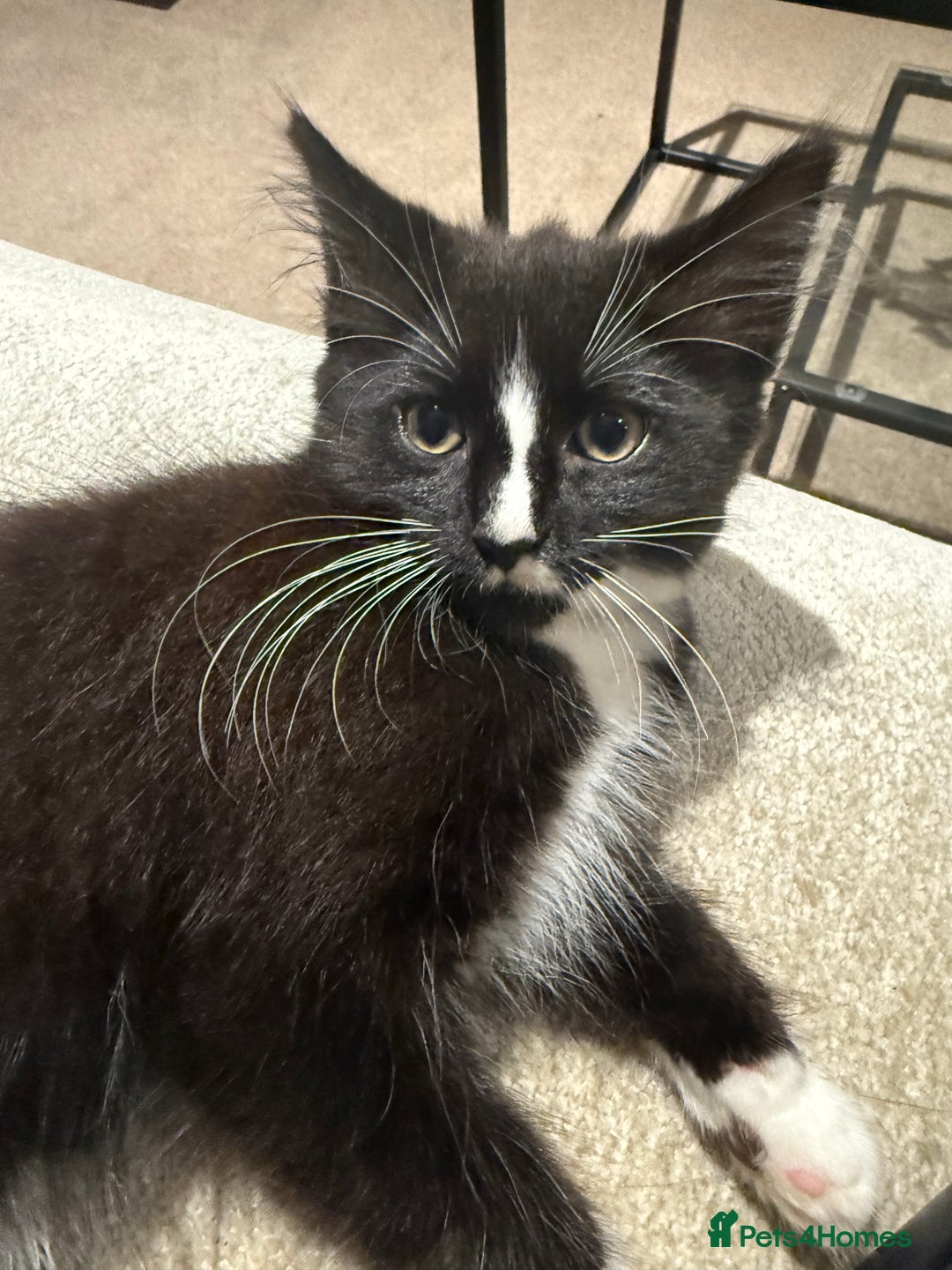 Mixed Breed cats for sale: 2 Lovely kittens ready for new homes  - Image 2