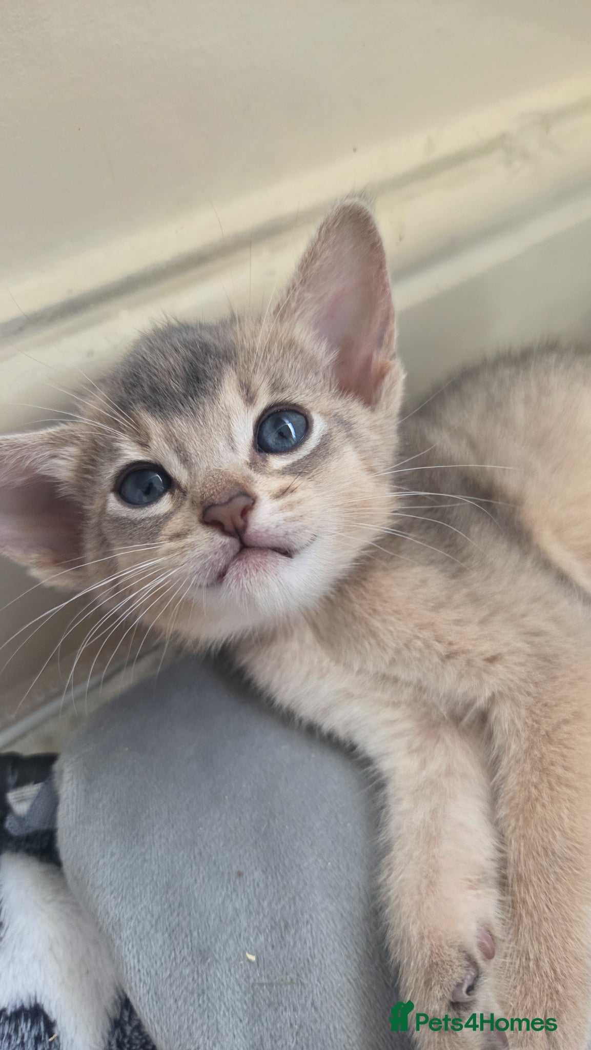 Abyssinian cats ⚜️Last 2 kittens -Beautiful Abyssinian Kittens🏆 - Advert 2