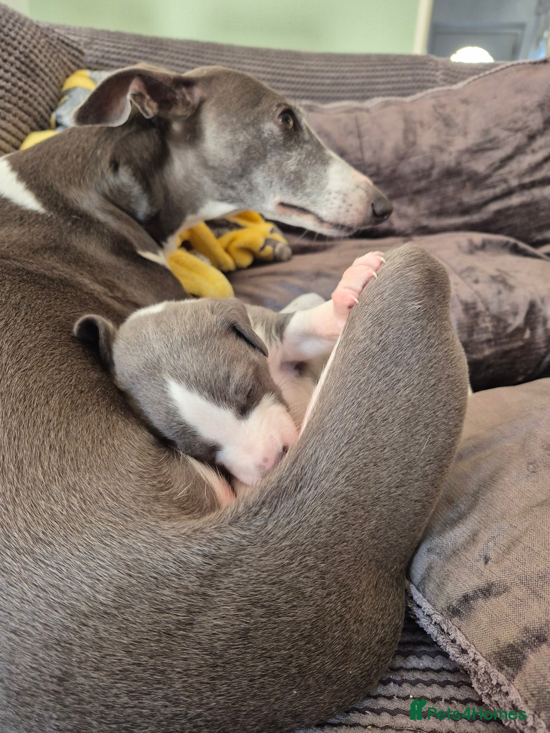Whippet dogs for sale: KC Reg Whippet Puppy Blue & White Boy - Image 2