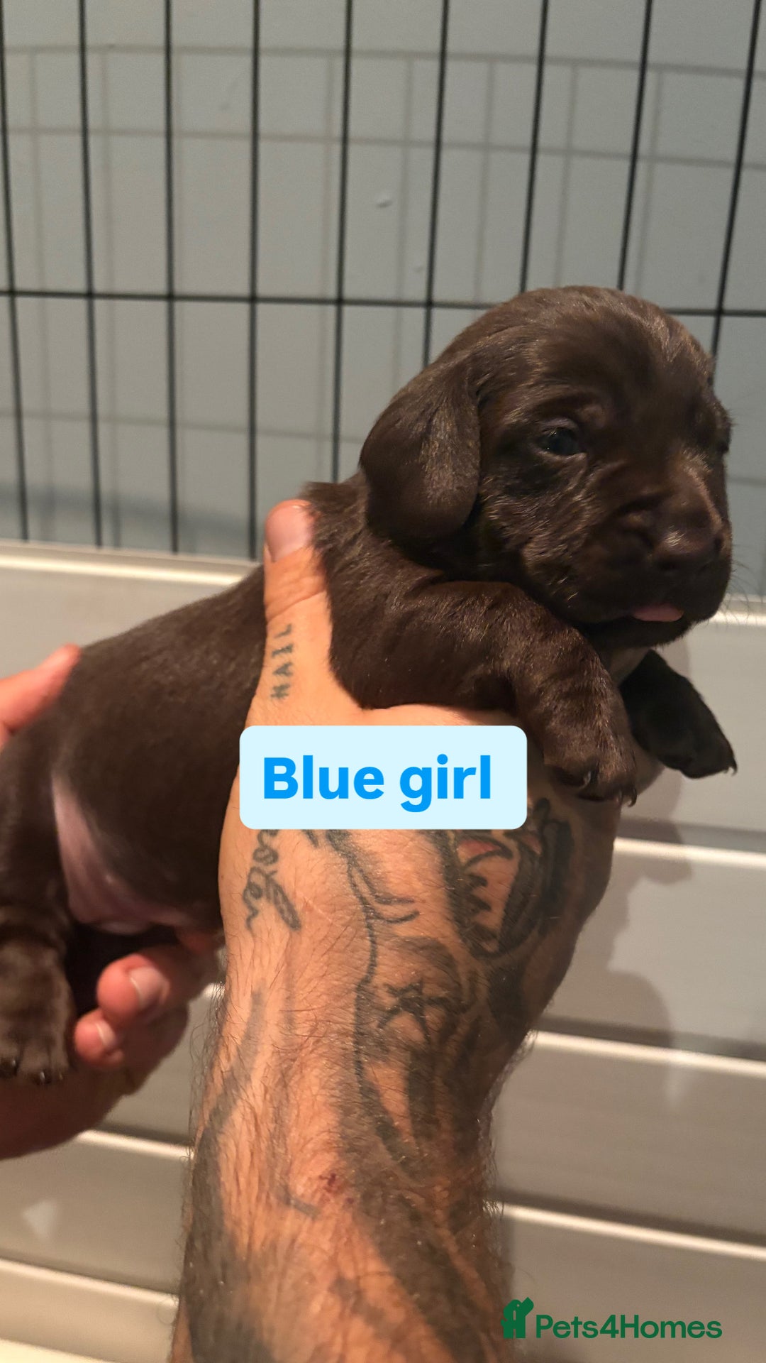 Labradoodle dogs for sale: Stunning labradoodle puppies  - Image 2