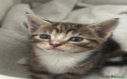 Mixed Breed cats for sale: Beautiful kittens - Image 16