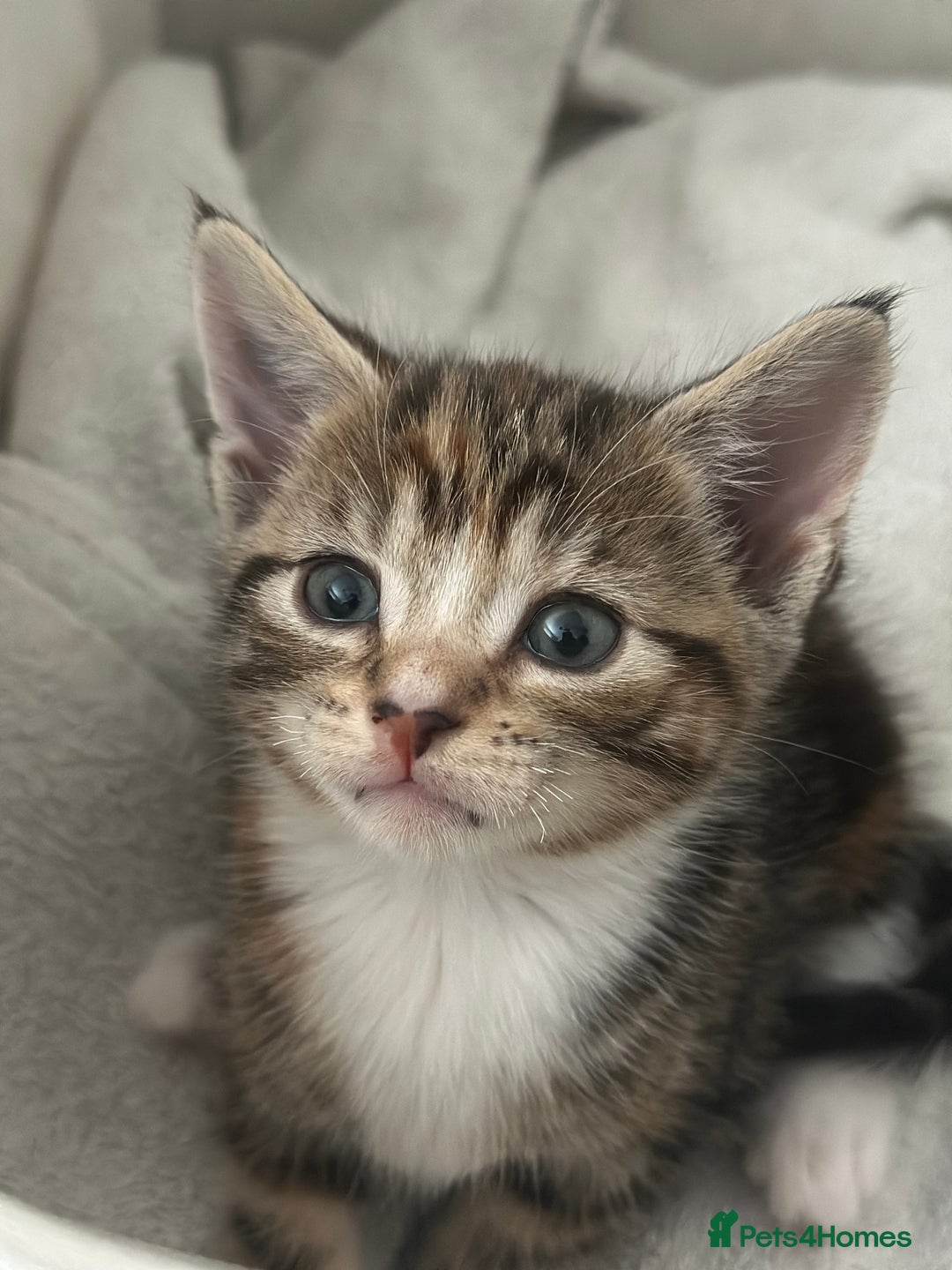 Mixed Breed cats for sale: Beautiful kittens - Image 16