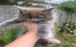 Maine Coon cats for sale: Mainecoon  - Image 1