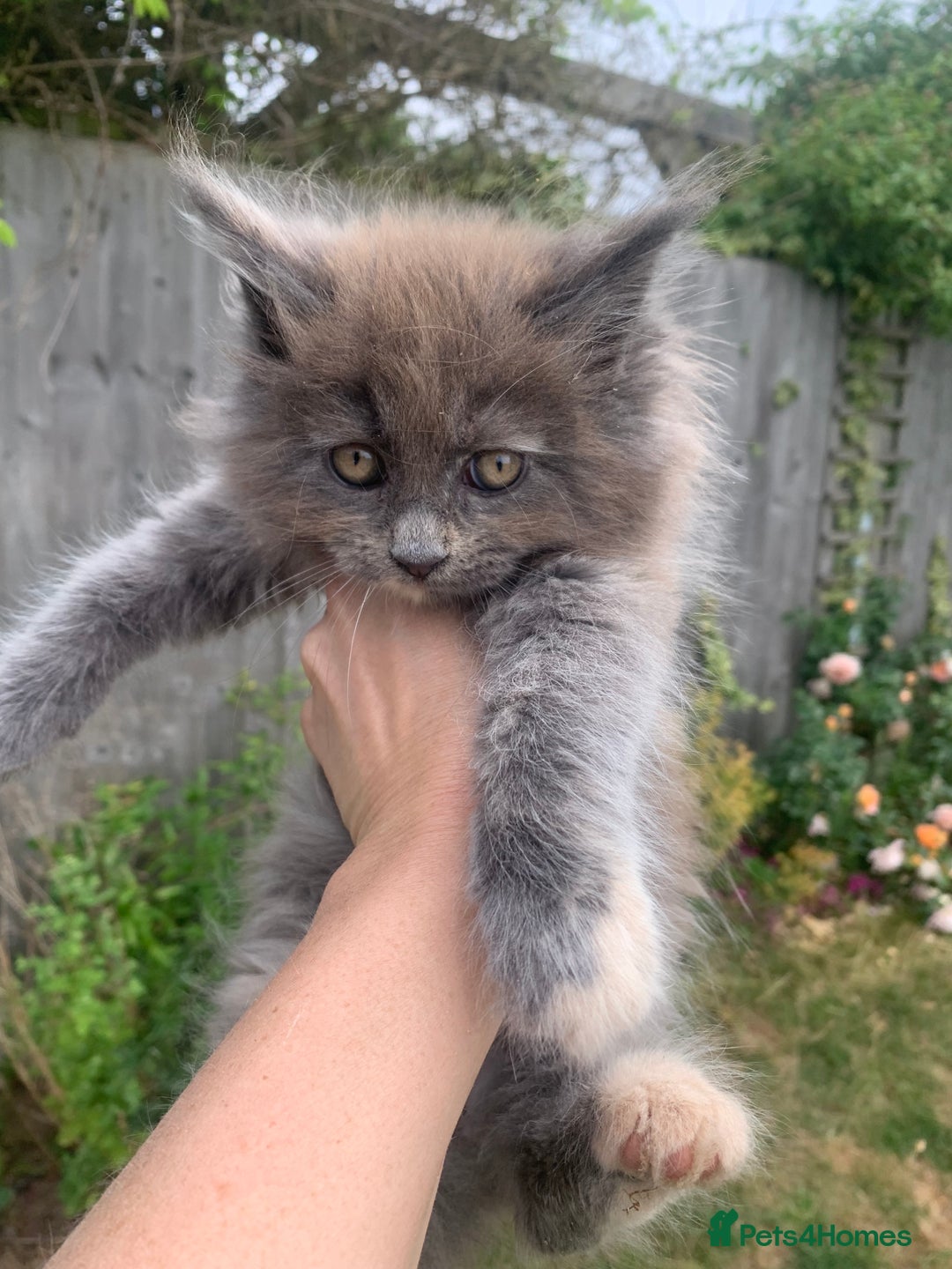 Maine Coon cats for sale: Mainecoon  - Image 1