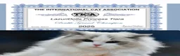 Ragdoll cats for sale: 🥇🏆🐆Exclusive kittens❤️✨️🏆Award winning cattery - Advert 5