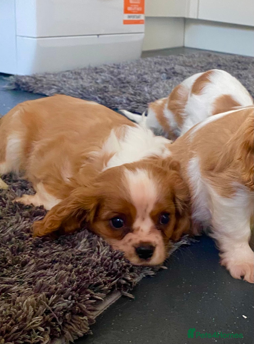 Cavalier King Charles Spaniel dogs for sale: Beautiful litter of King Charles Cavaliers - Image 2