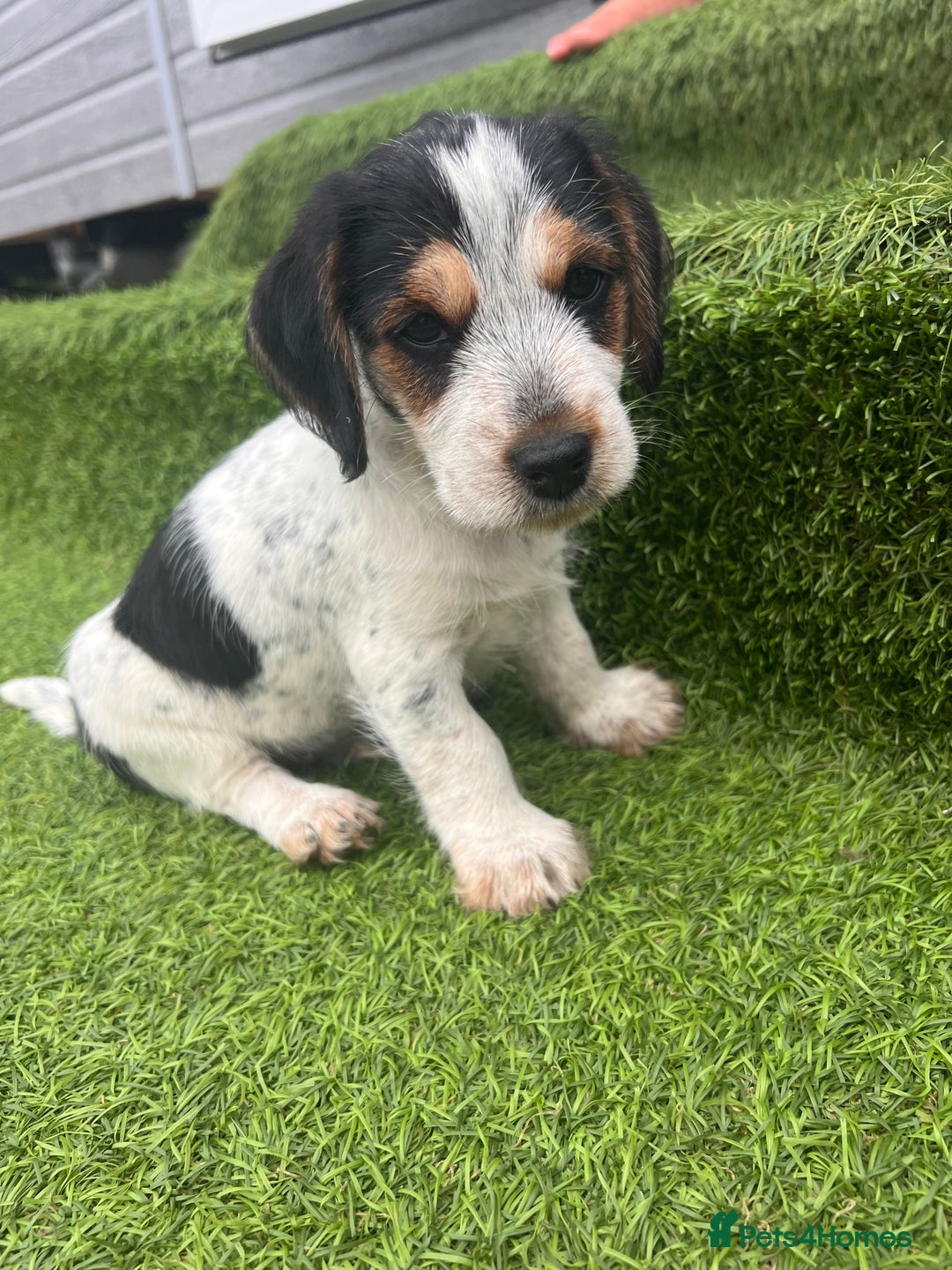 Jack Russell dogs for sale: Jack russel puppy - Image 8