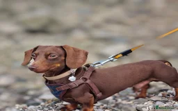 Dachshund dogs for stud: Mini short haired dachshund  in Lancaster - Image 4