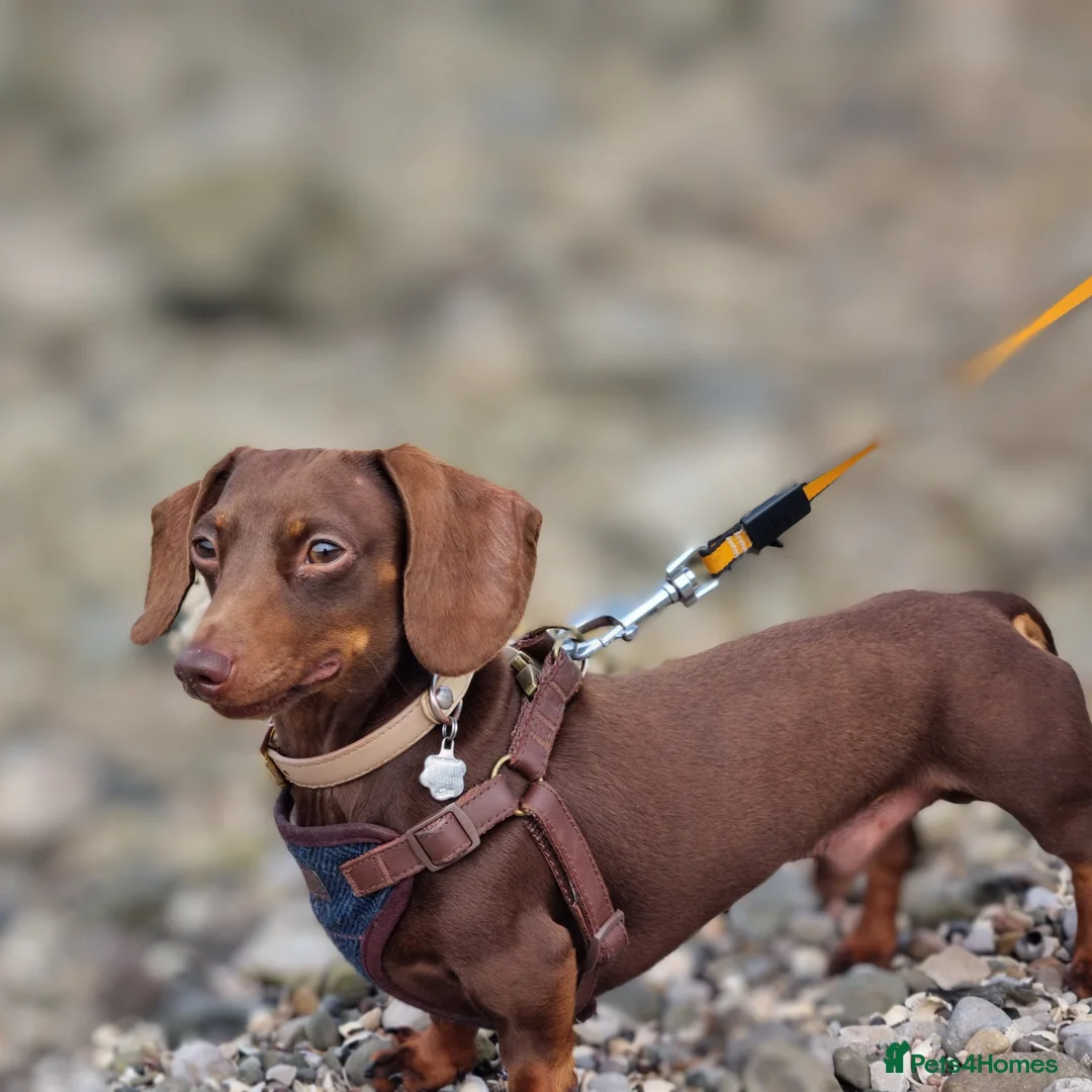 Dachshund dogs for stud: Mini short haired dachshund  in Lancaster - Image 4