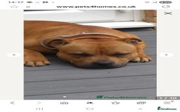 Staffordshire Bull Terrier dogs for sale: SHOW QUAILTY RED STAFF PUPPIES  - Image 12