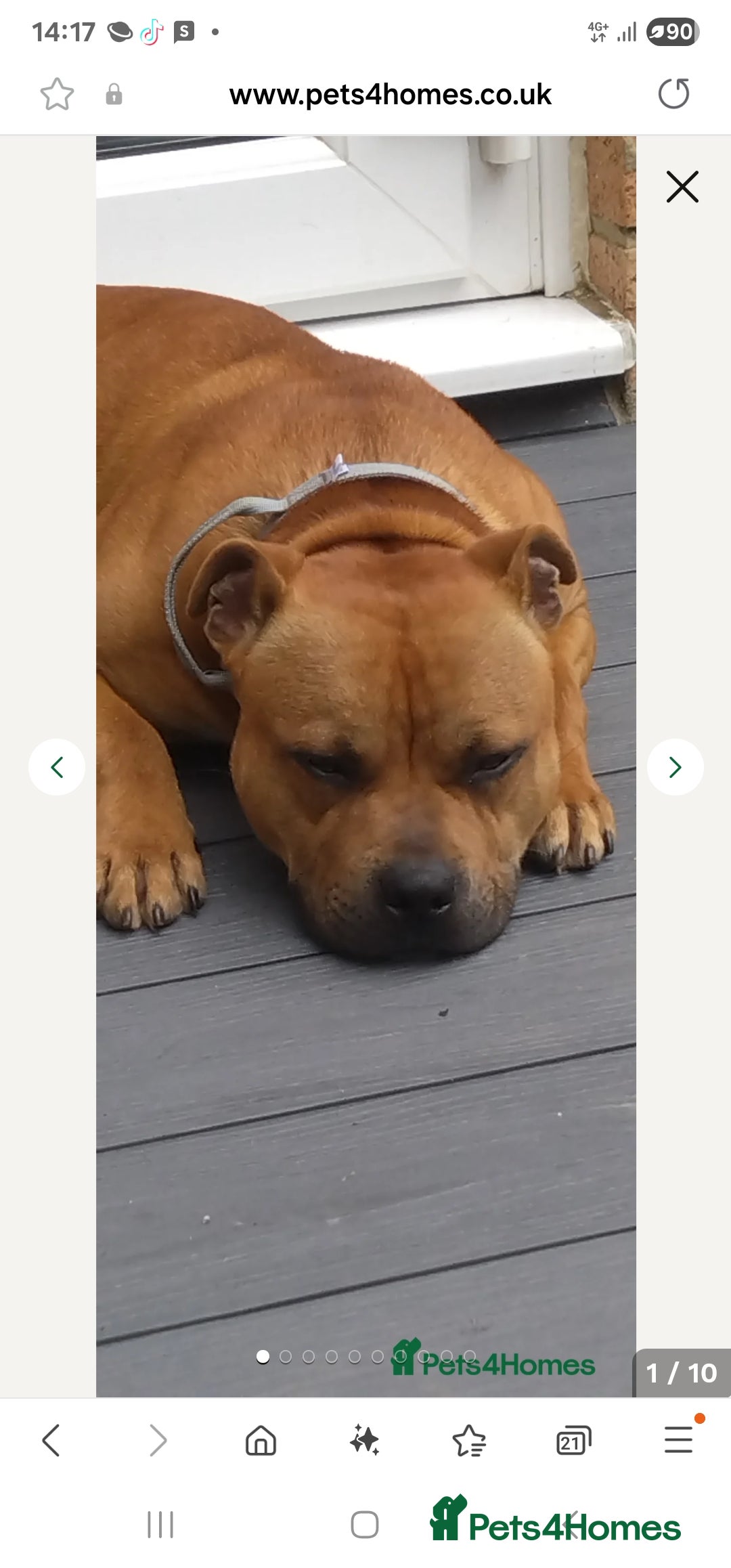 Staffordshire Bull Terrier dogs for sale: SHOW QUAILTY RED STAFF PUPPIES  - Image 12