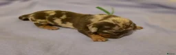Miniature Dachshund dogs for sale: 🐾Stunning KC Reg Miniature Dachshund Puppie🐾 - Advert 16
