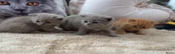 British Shorthair cats for sale: 🧡✅BSH red and lilac 💜Tica reg  - Advert 10