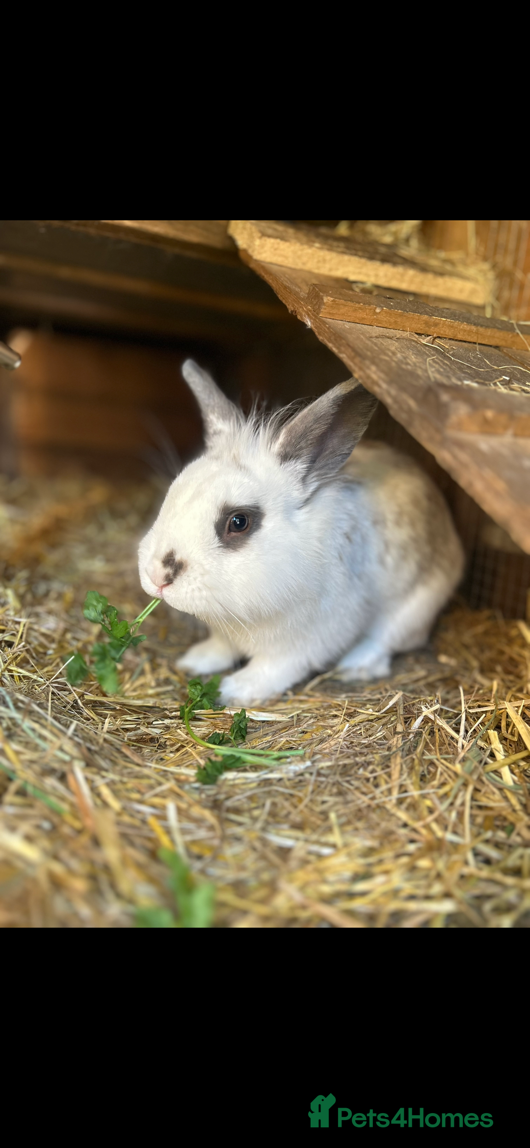 Lionhead rabbits for sale: bunny looking for his forever home - Advert 3