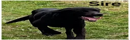 Labrador Retriever dogs for sale: Stunning KC pups, health tested&excellent lineage - Advert 14