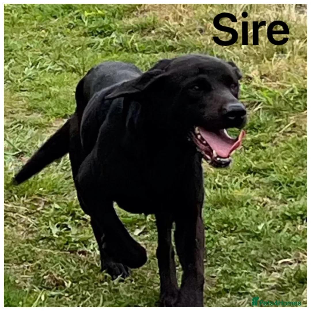 Labrador Retriever dogs for sale: Stunning KC pups, health tested&excellent lineage - Advert 14