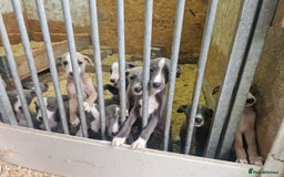 Whippet dogs for sale: BEAUTIFUL BLUE WHIPPET GIRL  - Image 4