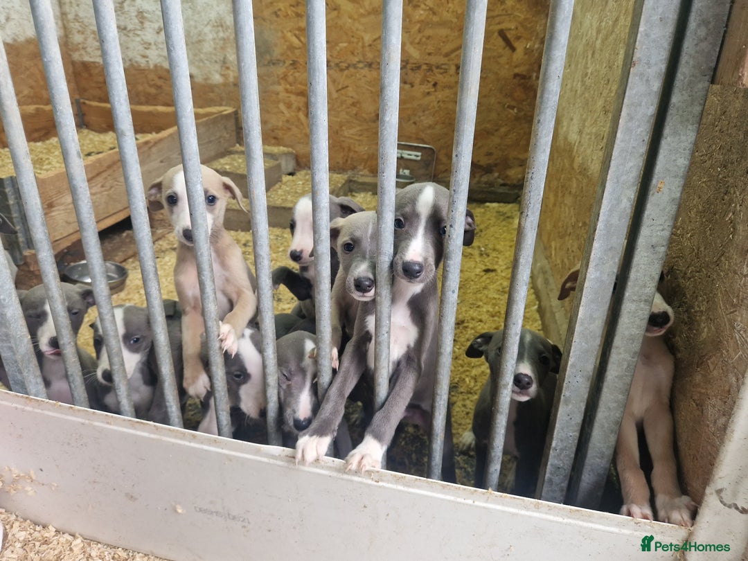 Whippet dogs for sale: BEAUTIFUL BLUE WHIPPET GIRL  - Image 4