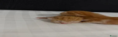 Mixed Breed 2