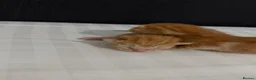 Mixed Breed cats for sale: Ginger kittens in Portsmouth - Advert 4