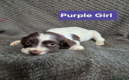 English Springer Spaniel dogs for sale: English Springer Spaniel Pups - Image 9