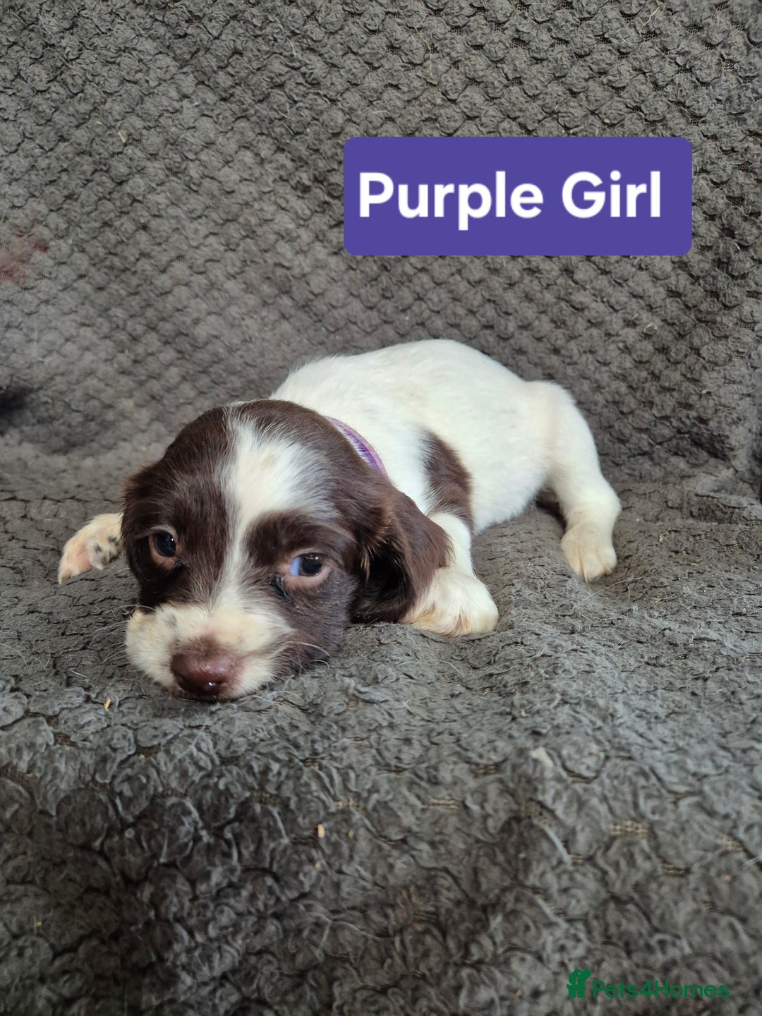 English Springer Spaniel dogs for sale: English Springer Spaniel Pups - Image 9