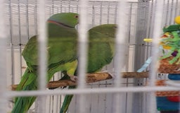 Ringnecks birds for sale: 2 indian ringnecks male and female. - Image 2